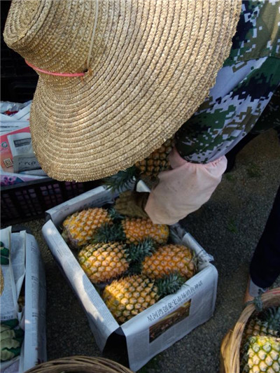 广东菠萝代办-徐闻县菠萝代办