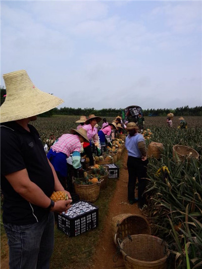 广东菠萝批发|广东菠萝代办-徐闻县菠萝