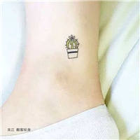仙人球 