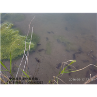 衢州龙虾批发