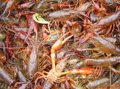 浙江龙虾种苗/宁波龙虾/销售宁波龙虾