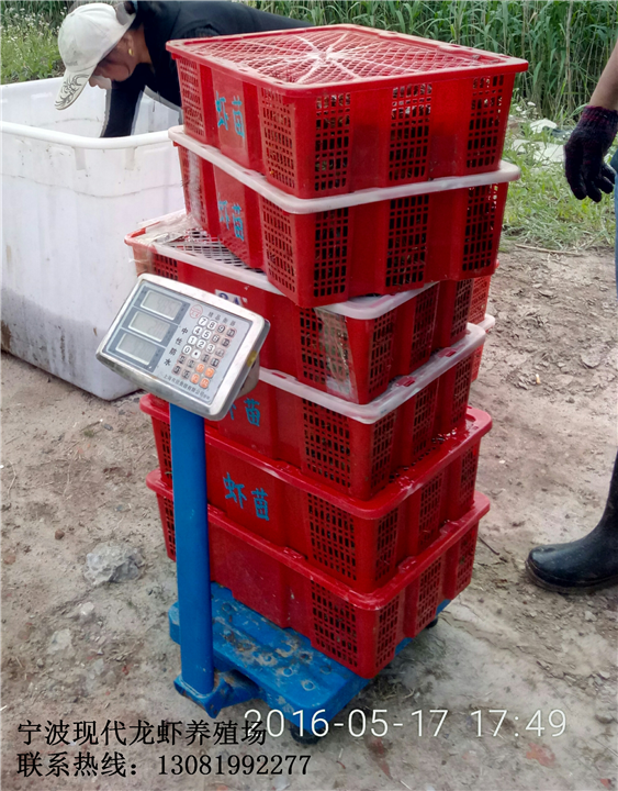 浙江龙虾苗联系热线 