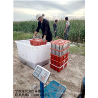 浙江小龙虾经销