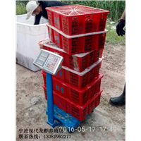 浙江龙虾苗联系热线