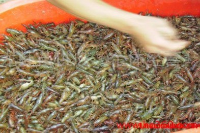 浙江淡水龙虾苗养殖 
