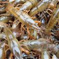 浙江龙虾养殖/浙江龙虾种苗