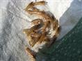 浙江龙虾种苗/供应龙虾种苗