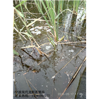 浙江小龙虾销售