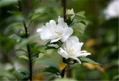 重庆草花批发,重庆花卉批发 