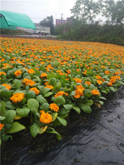 金盏菊-重庆草花市场 