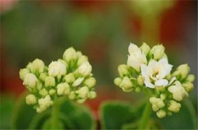 重庆草花基地,重庆花卉市场有哪些 