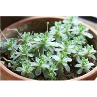重庆草花批发,重庆花卉市场 