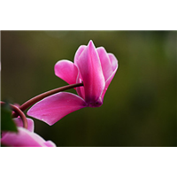 重庆草花基地,重庆花卉交易市场 