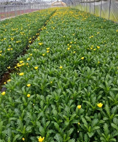 木春菊-重庆草花基地 
