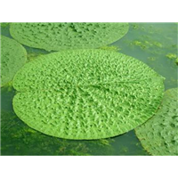 重庆草花基地_重庆花卉市场在哪里 