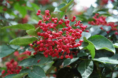 重庆草花批发,花卉市场 