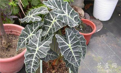 重庆草花,重庆花卉交易市场 