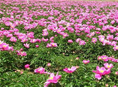 重庆室内花卉,花卉批发市场 