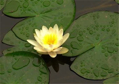重庆草花基地,重庆花卉市场在哪里 