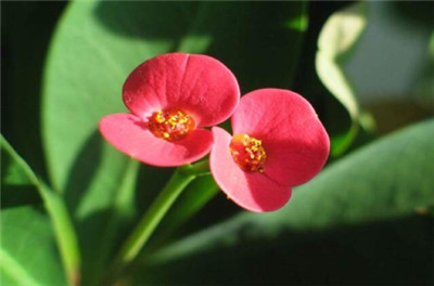 重庆草花批发,重庆室内花卉 