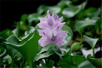 重庆花卉批发,重庆花卉市场在哪里 