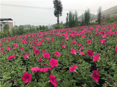 牵牛花-重庆草花批发 