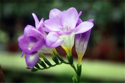 重庆盆栽花卉,重庆花卉市场 