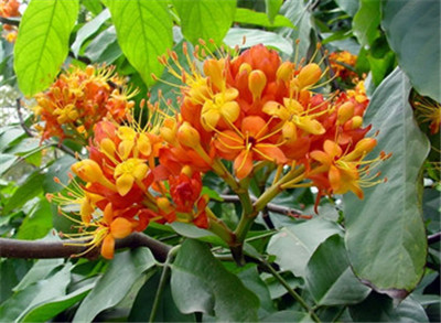 重庆花卉,重庆草花批发 