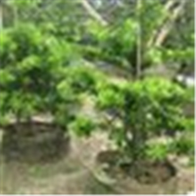 重庆草花,重庆草花基地 