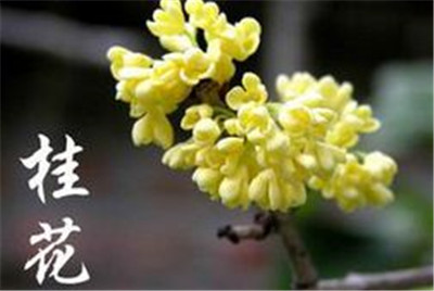重庆花卉,花卉交易市场 