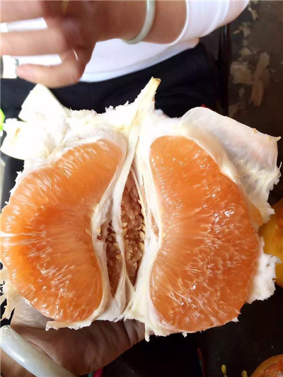 福建柚子代办_漳州平和柚子 