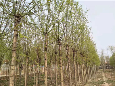 山东柳树_山东垂柳基地 