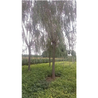 山东柳树_柳树基地 