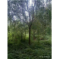 山东柳树_山东柳树价格 