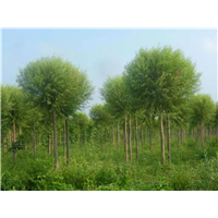 山东柳树_山东旱柳价格