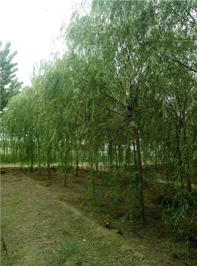 山东柳树_山东馒头柳批发 