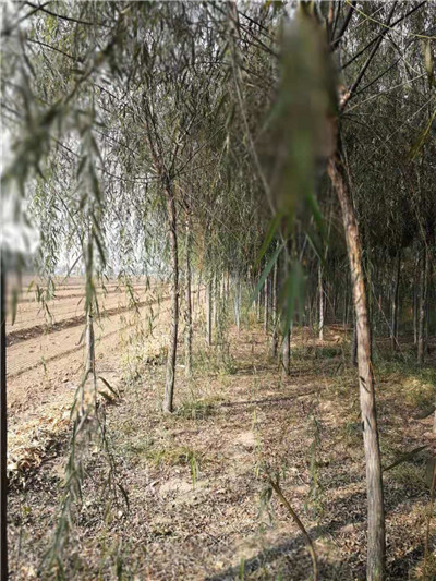 山东柳树_山东旱柳批发 