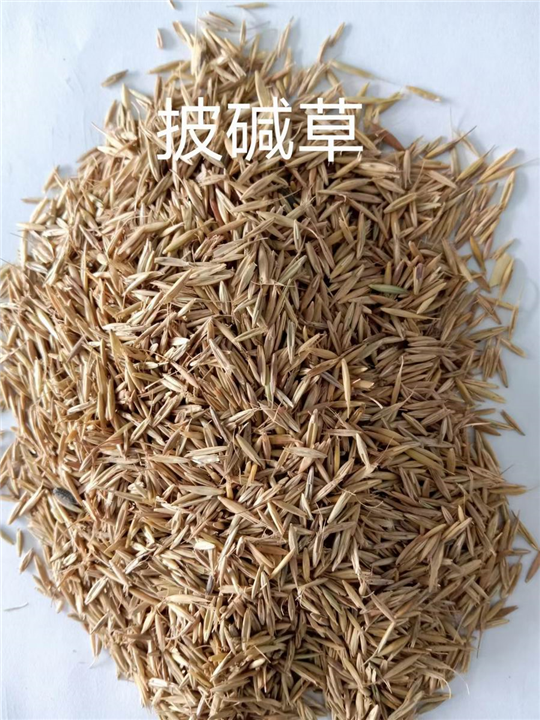 锡林浩特苗木基地