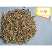 锡林浩特草籽批发市场