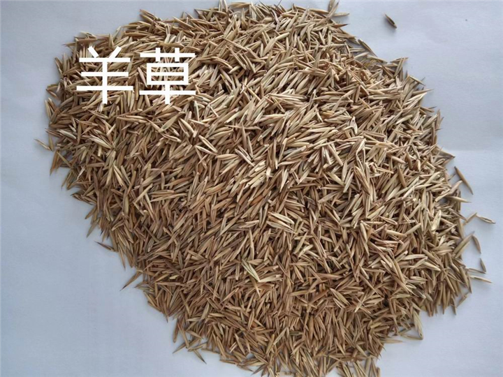 锡林浩特苗木批发基地