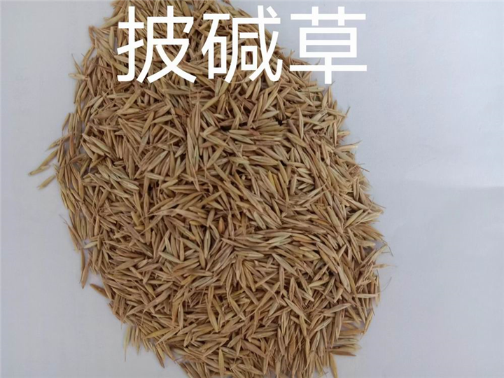 锡林浩特苗木批发基地