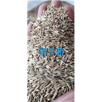 锡林浩特树籽批发
