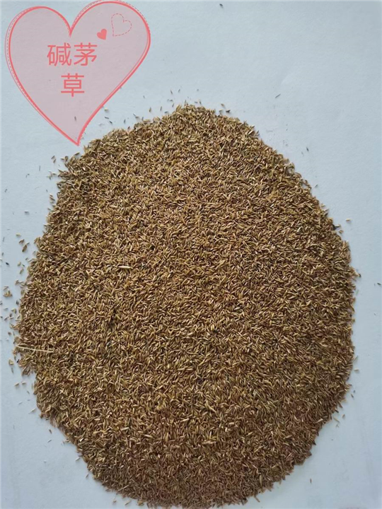 锡林浩特草籽批发市场