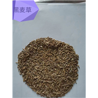锡林浩特草籽批发市场