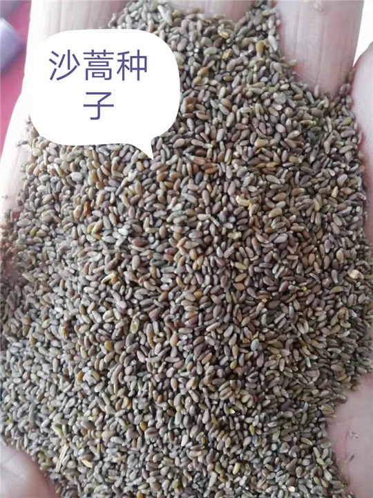 锡林浩特树籽批发