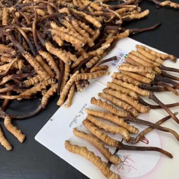 硚口区虫草回收