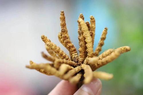 青山区虫草回收