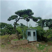 济南造型松