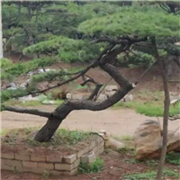 山东造型松