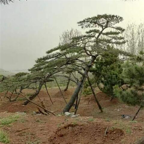 山东造型松